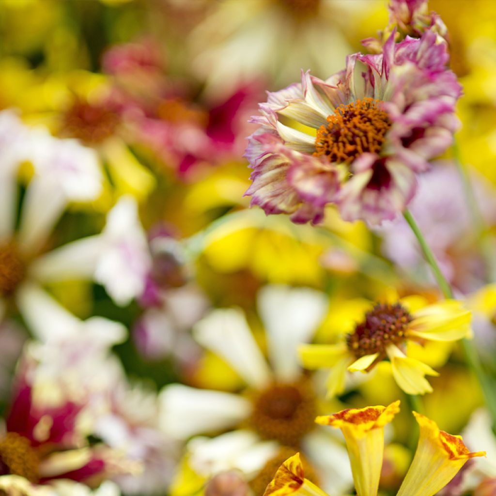 Coreopsis Incredible ! Sea Shells Mix