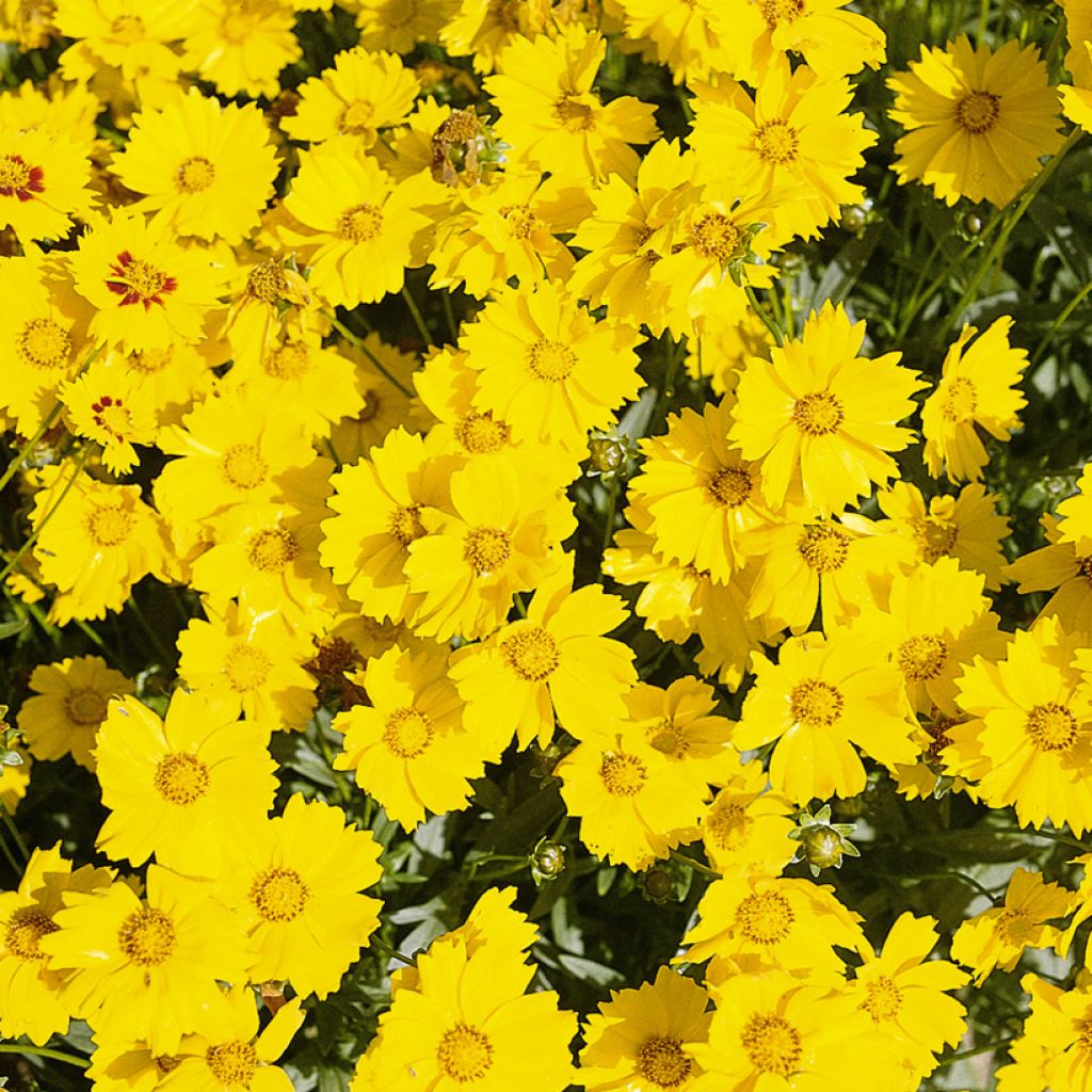 Coreopsis grandiflora Mayfield Giants (semi)