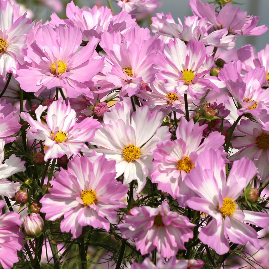 Cosmos Colletta Pink-White (semi)  - Cosmea