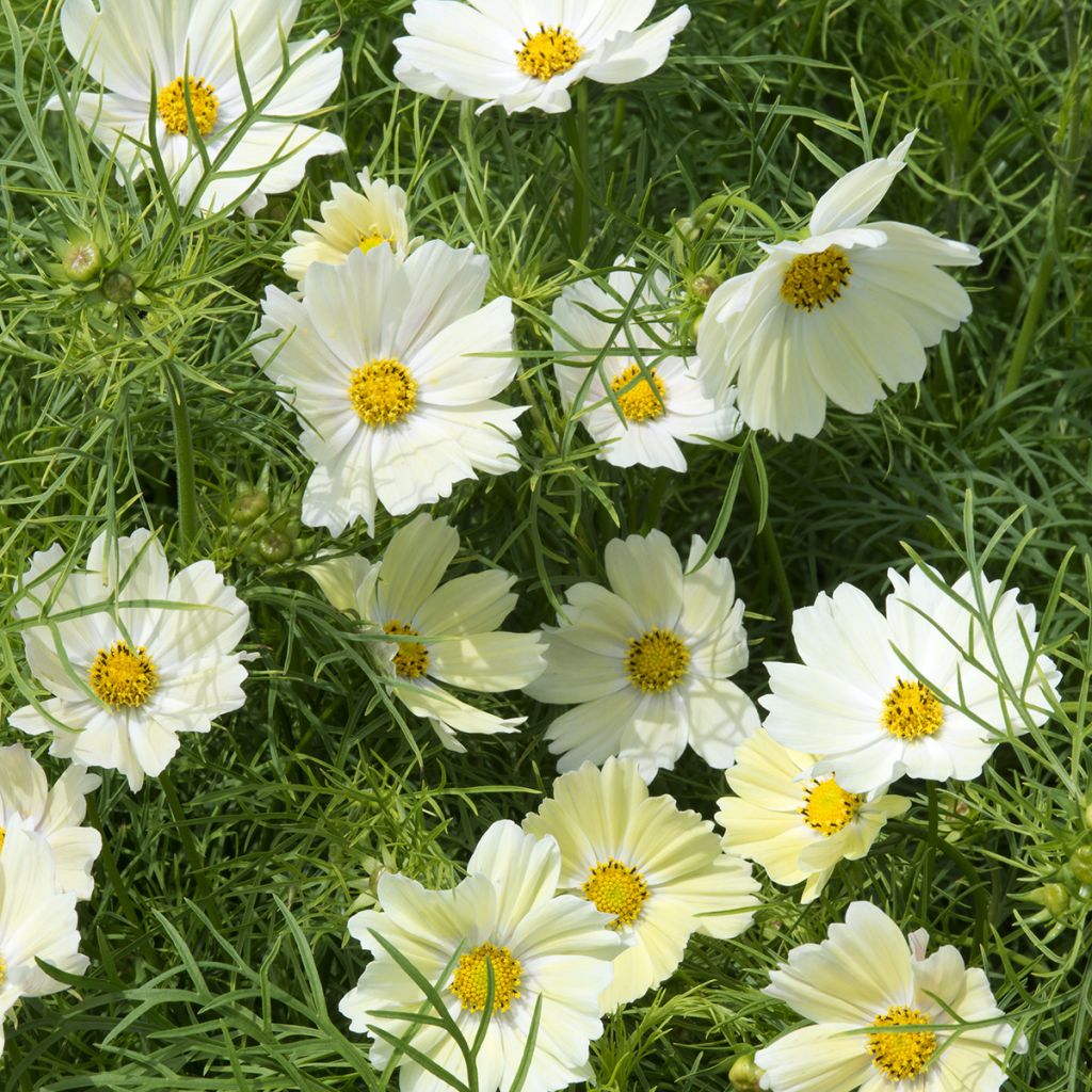 Cosmos sulphureus Kiiro - Cosmea arancione