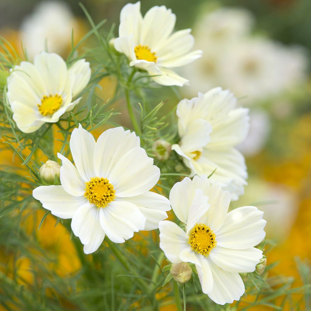 Cosmos sulphureus Kiiro - Cosmea arancione