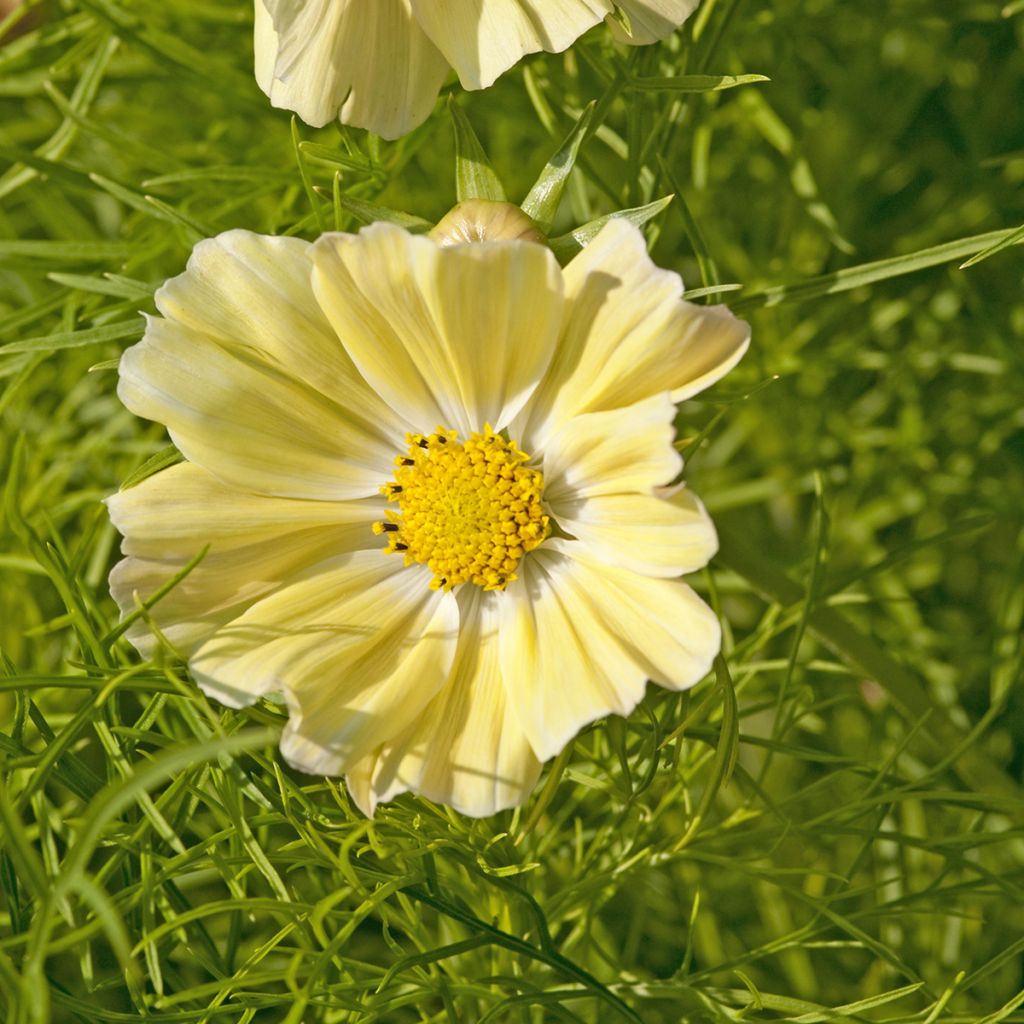 Cosmos sulphureus Kiiro - Cosmea arancione