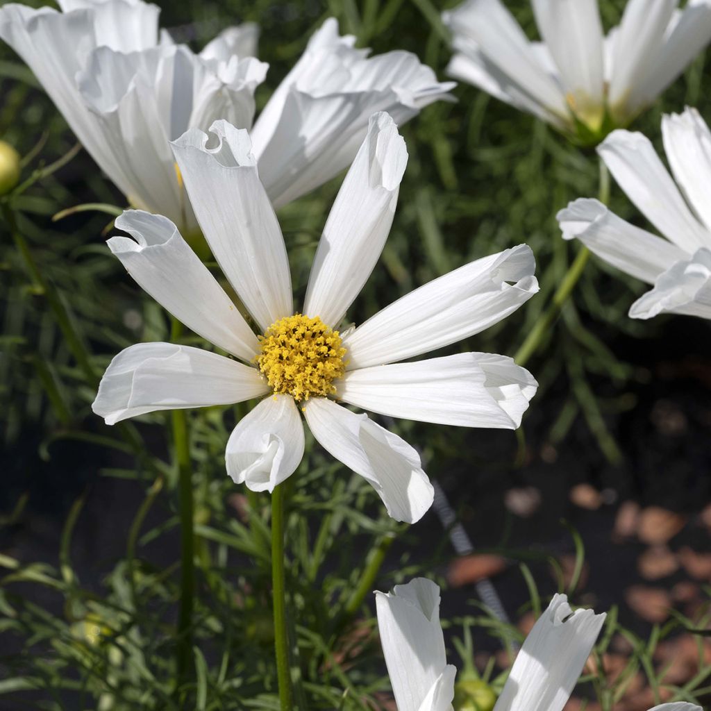 Cosmos Pinwheel White (semi) - Cosmea
