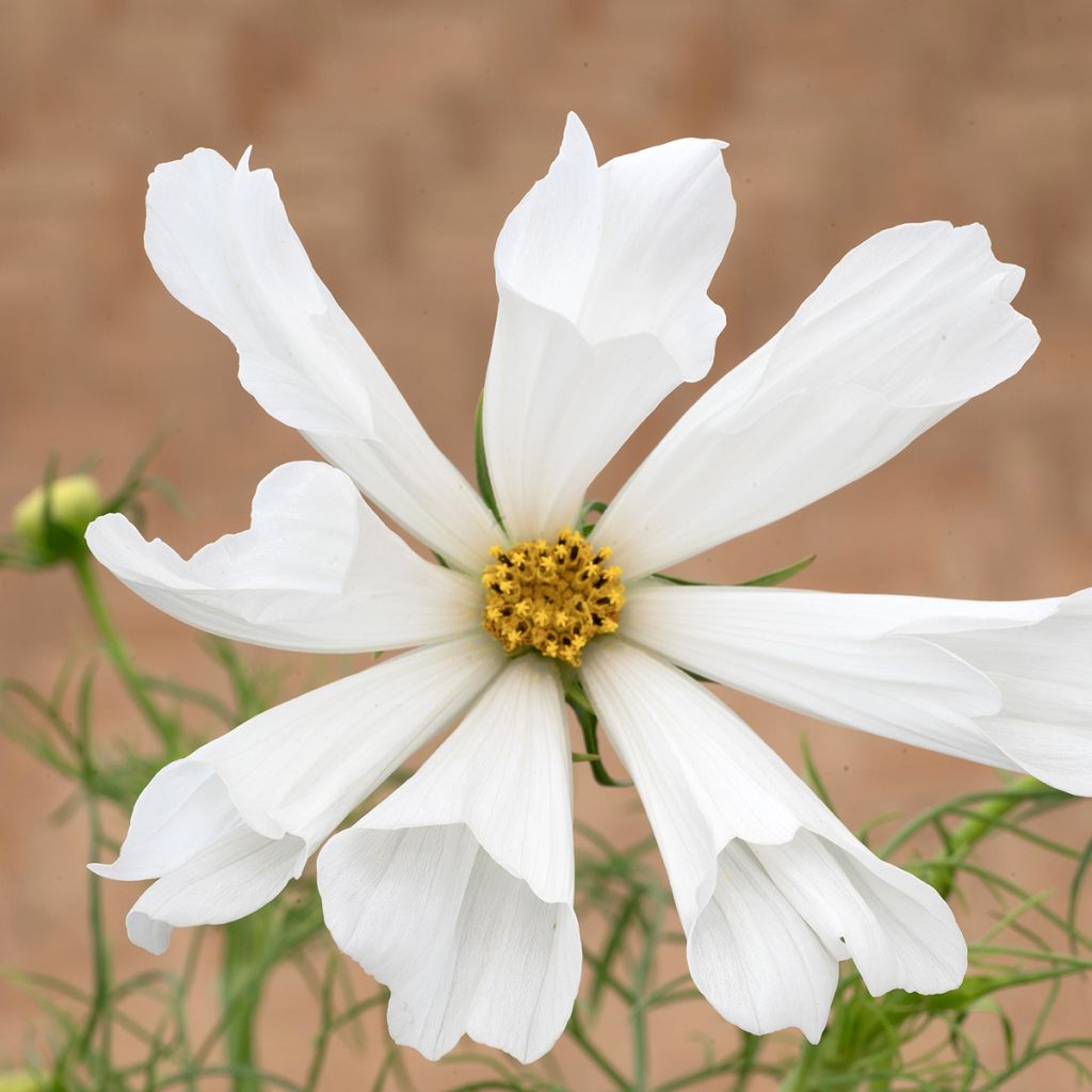 Cosmos Pinwheel White (semi) - Cosmea