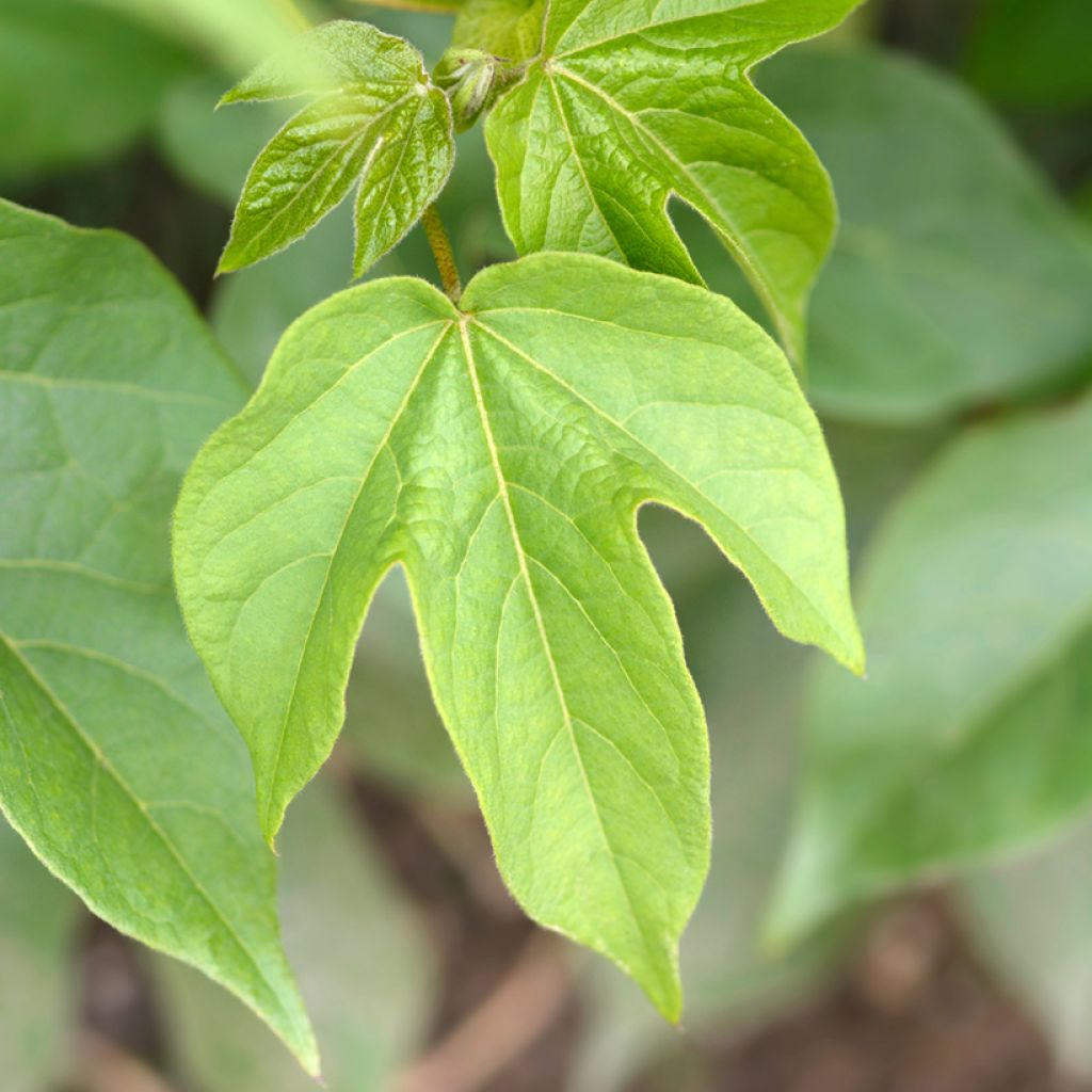 Cotone - Gossypium herbaceum (semi)