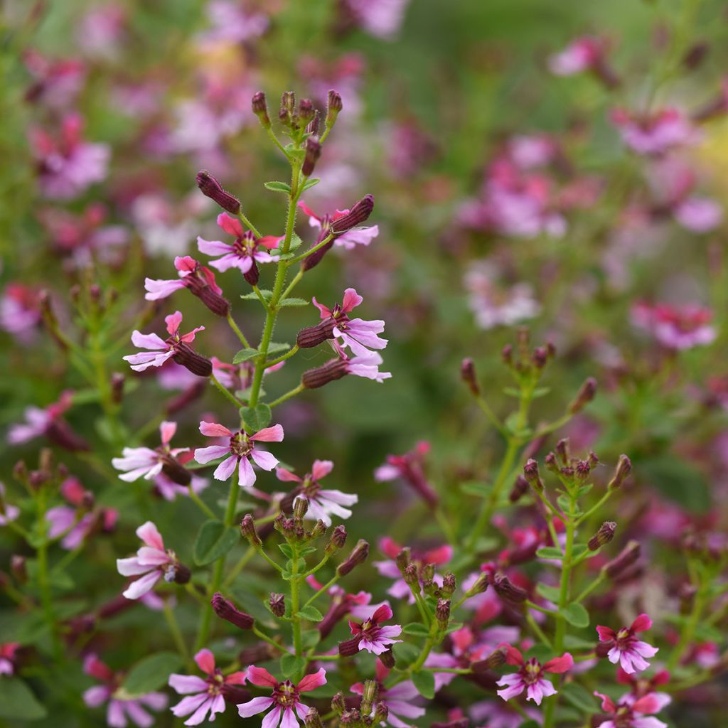 Cuphea Pink Shimmer (Semi rivestiti)