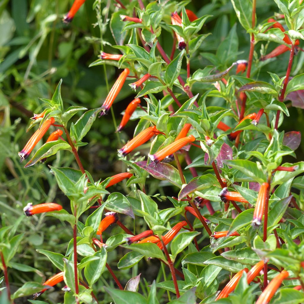 Cuphea ignea (semi) - Fiore di sigaro