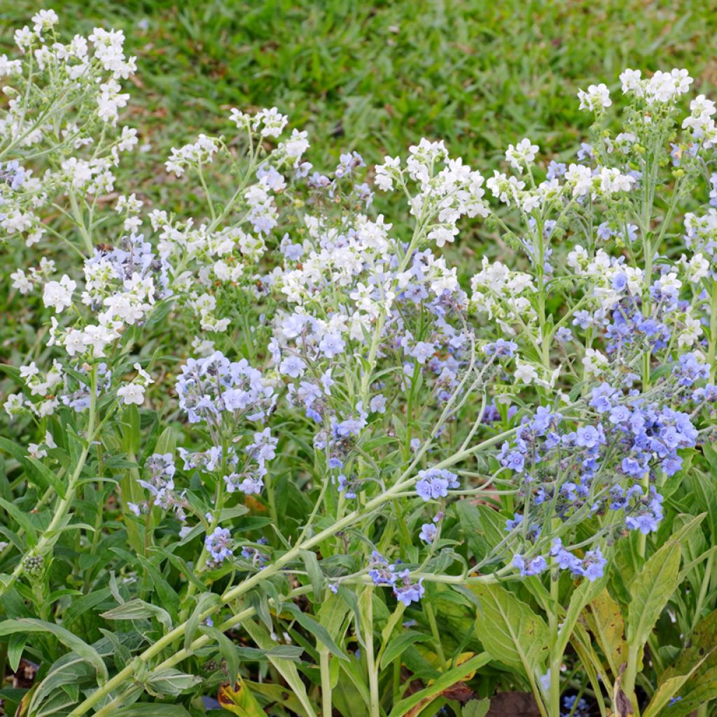 Cynoglossum zeylanicum Chill Out - Cinoglosso