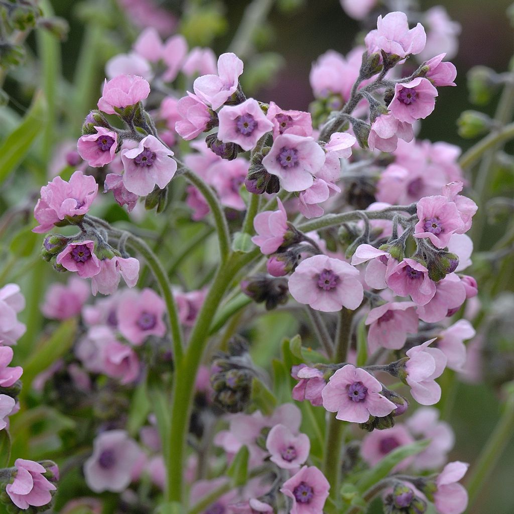 Cynoglossum zeylanicum Mystery Rose (semi) - Cinoglosso