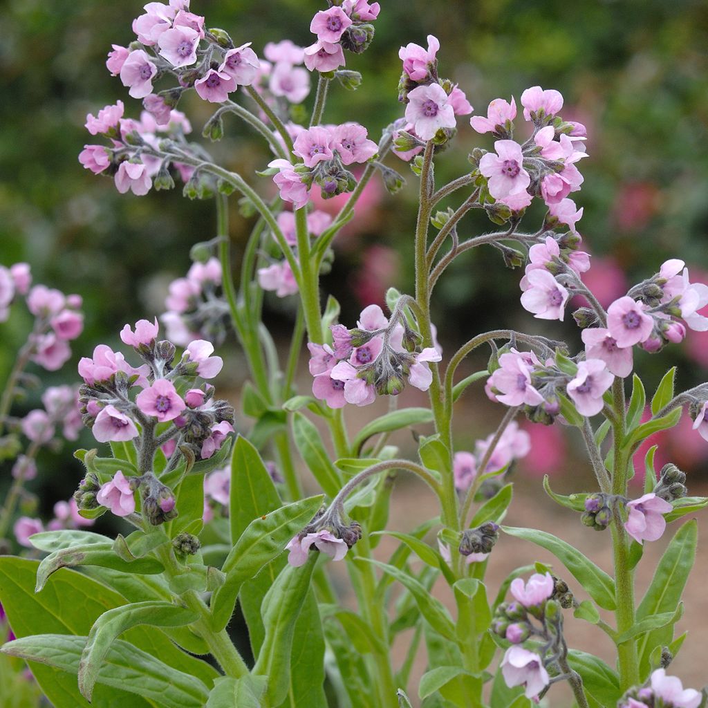 Cynoglossum zeylanicum Mystery Rose (semi) - Cinoglosso