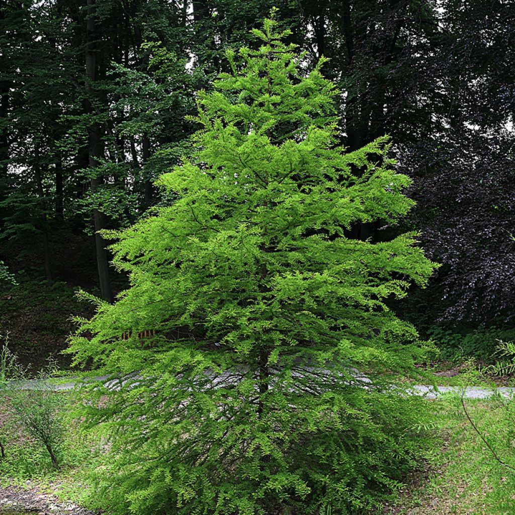 Taxodium distichum - Cipresso delle paludi (semi)