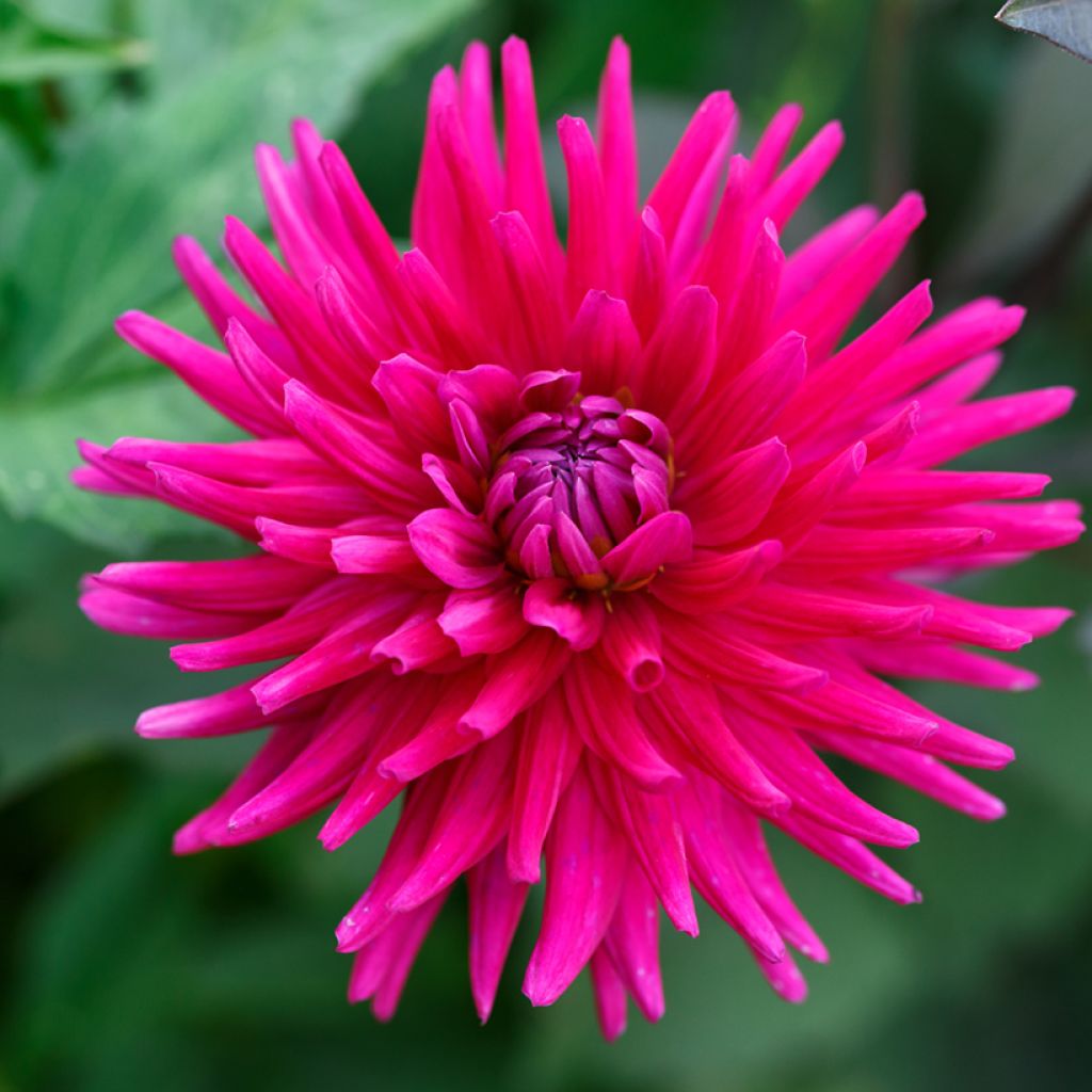 Dahlia variabilis Cactus Hybrids Mixed