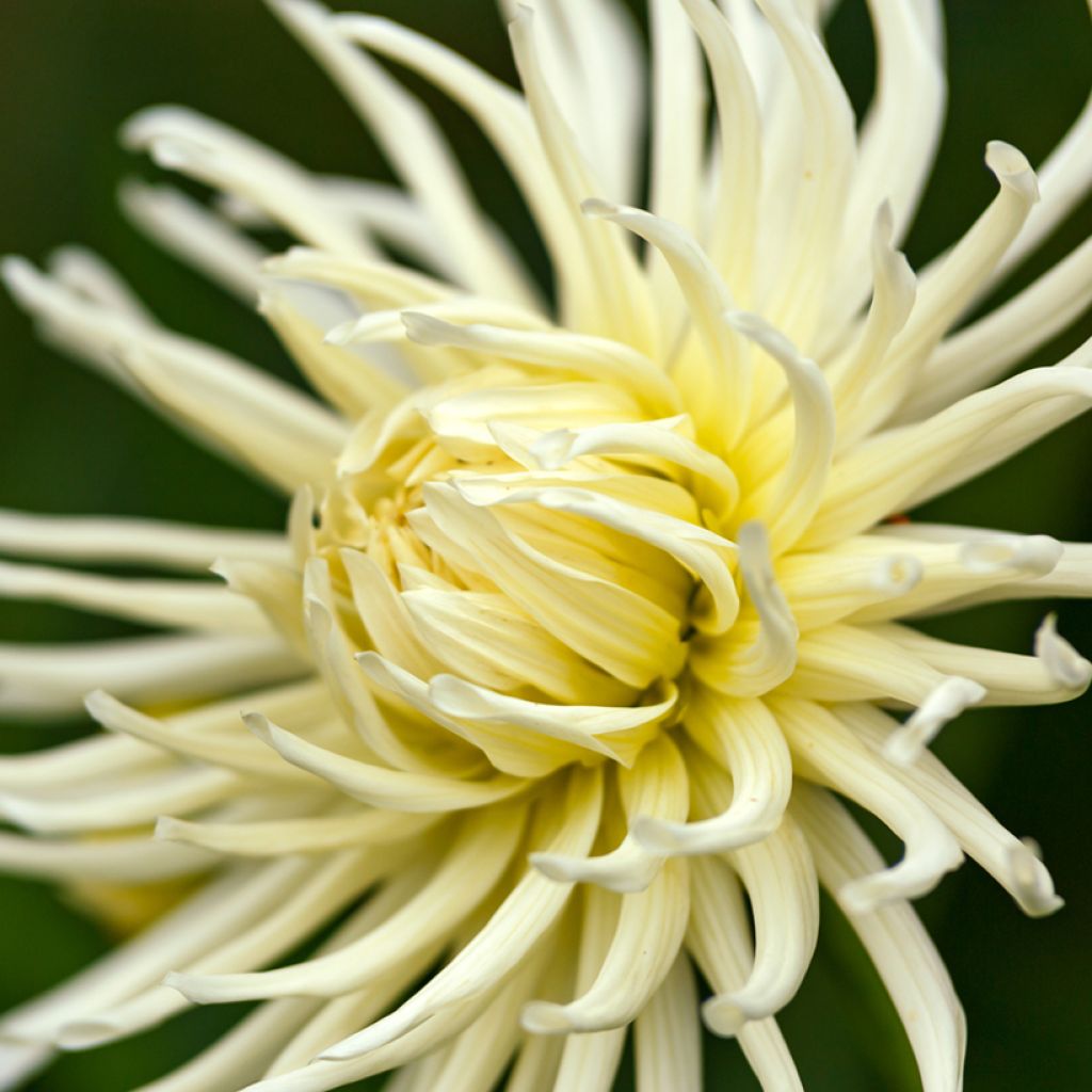 Dahlia variabilis Cactus Hybrids Mixed