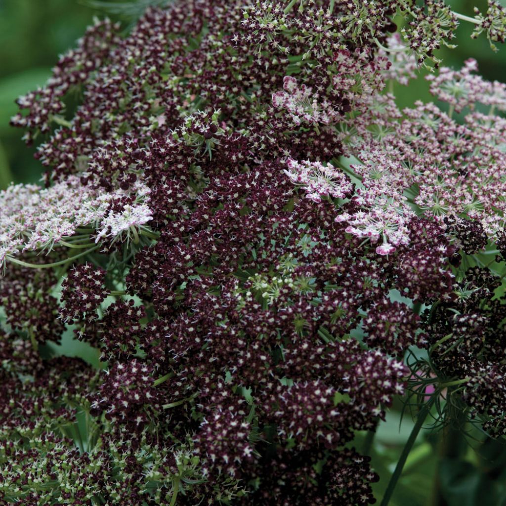 Graines de Daucus carota Dara - Carotte ornementale