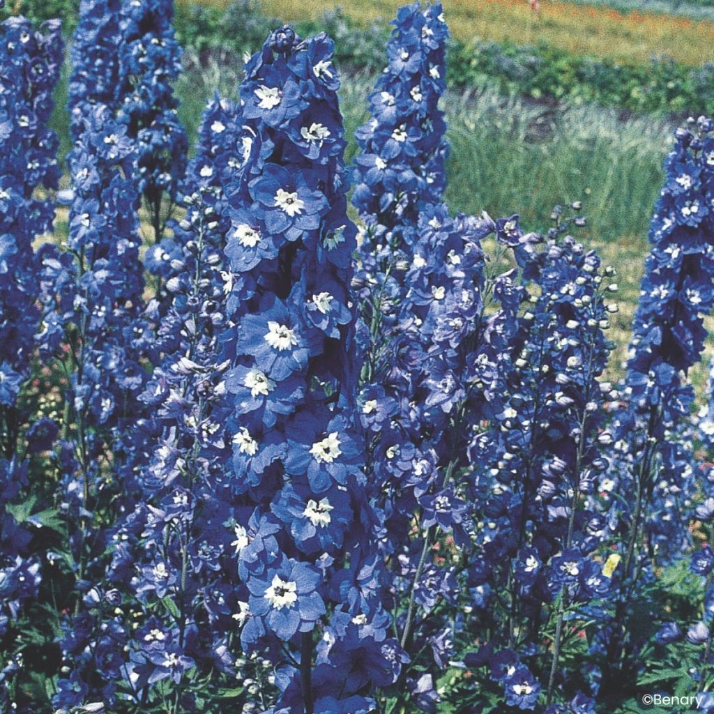 Delphinium Pacific Giants Blue Bird (semi) - Speronella