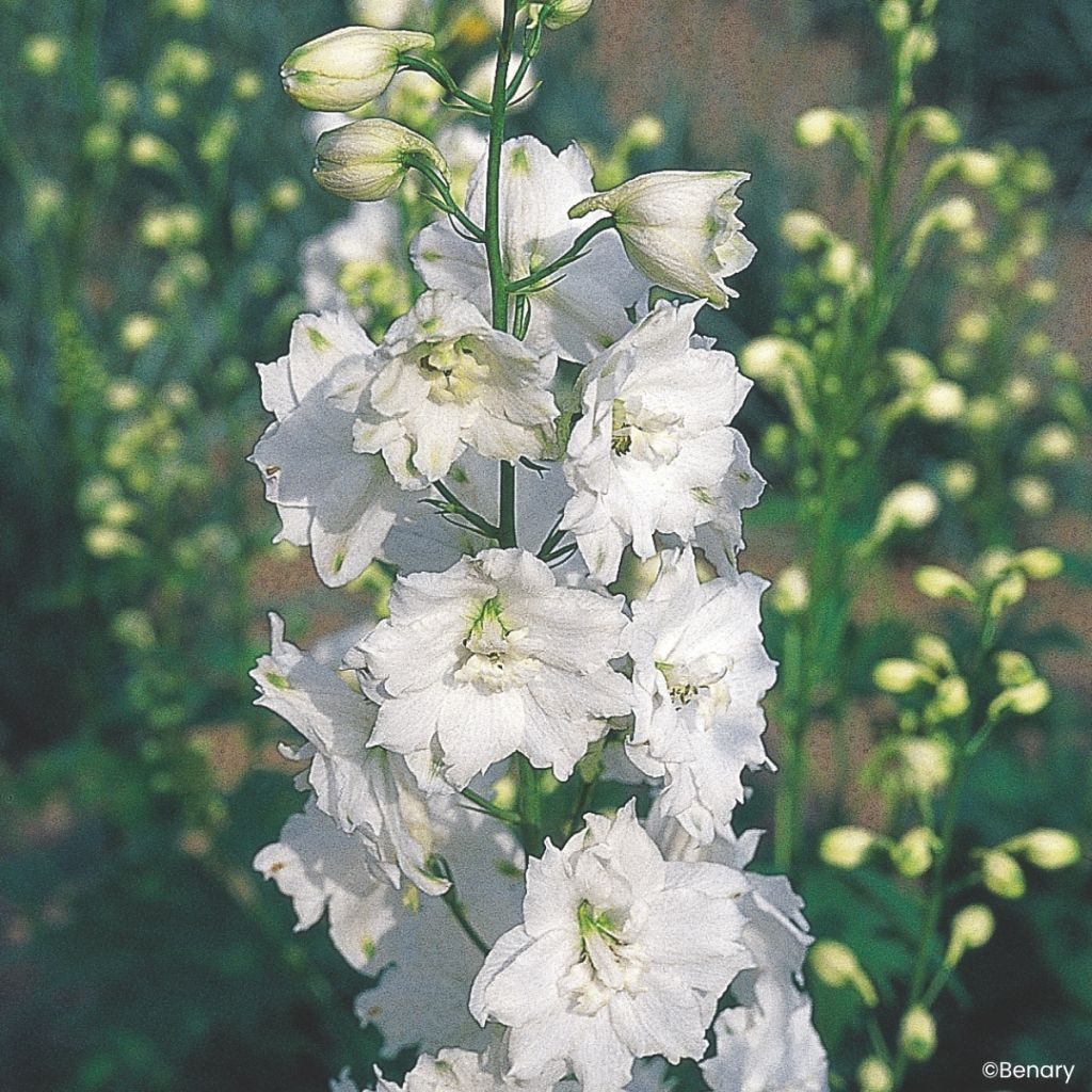 Delphinium Pacific Giants Galahad (semi) - Speronella