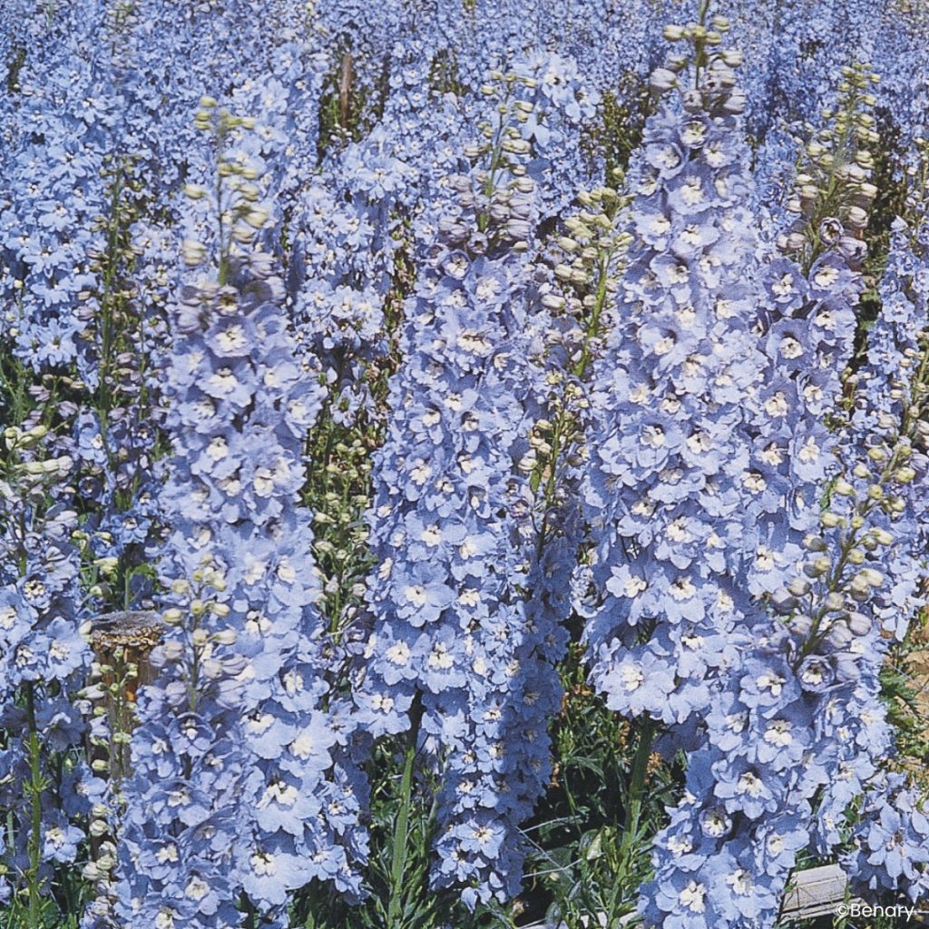 Delphinium Pacific Giants Summer Skies (semi) - Speronella
