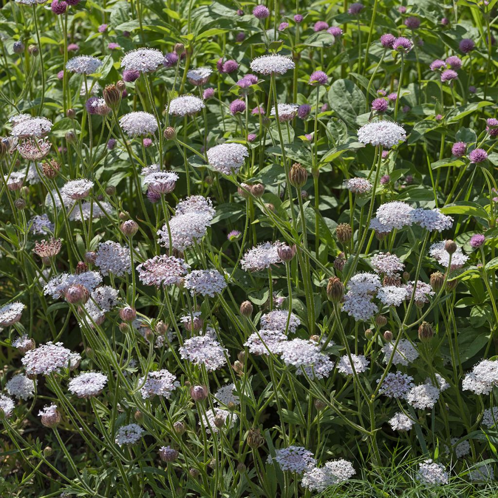 Trachymene caeruleus Lace Heavenly Umbels (semi)