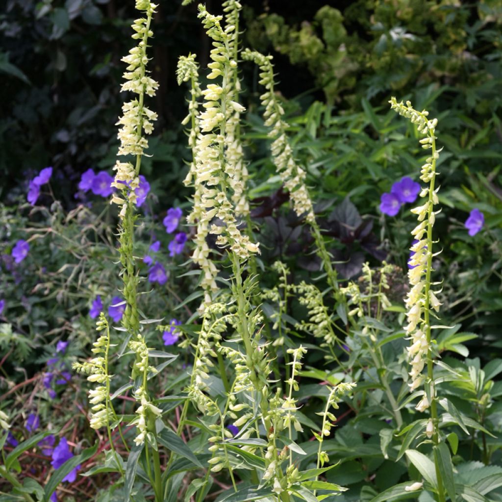 Digitalis lutea  - Digitale gialla piccola