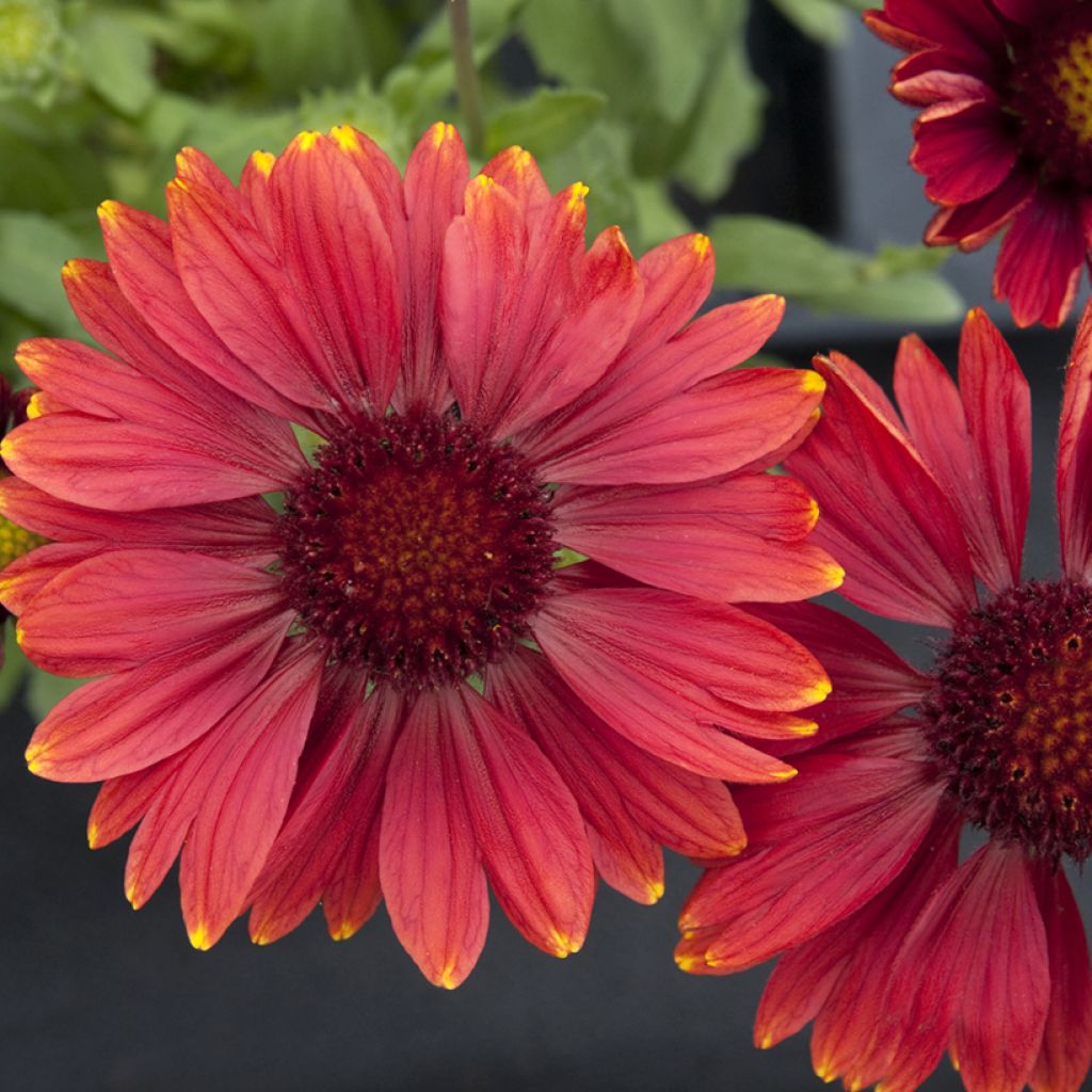 Gaillardia grandiflora Arizona Red Shades (semi)