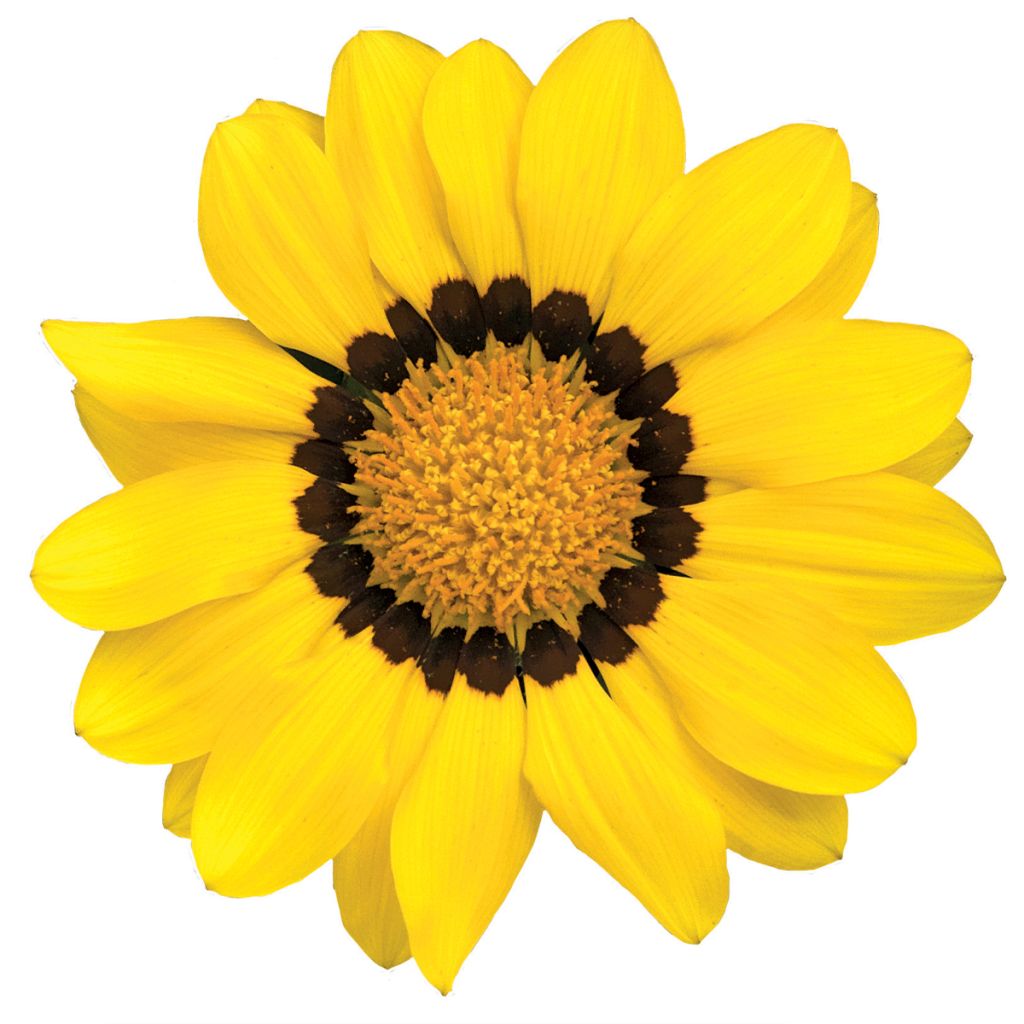 Gazania Zany F1 Yellow (Semi rivestiti) - Gazania del Capo