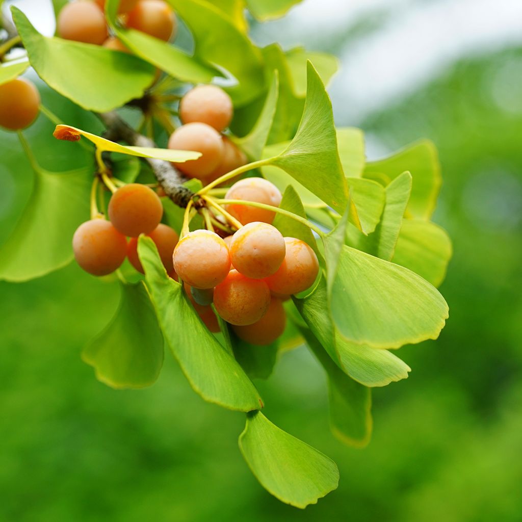 Ginkgo biloba (semi)