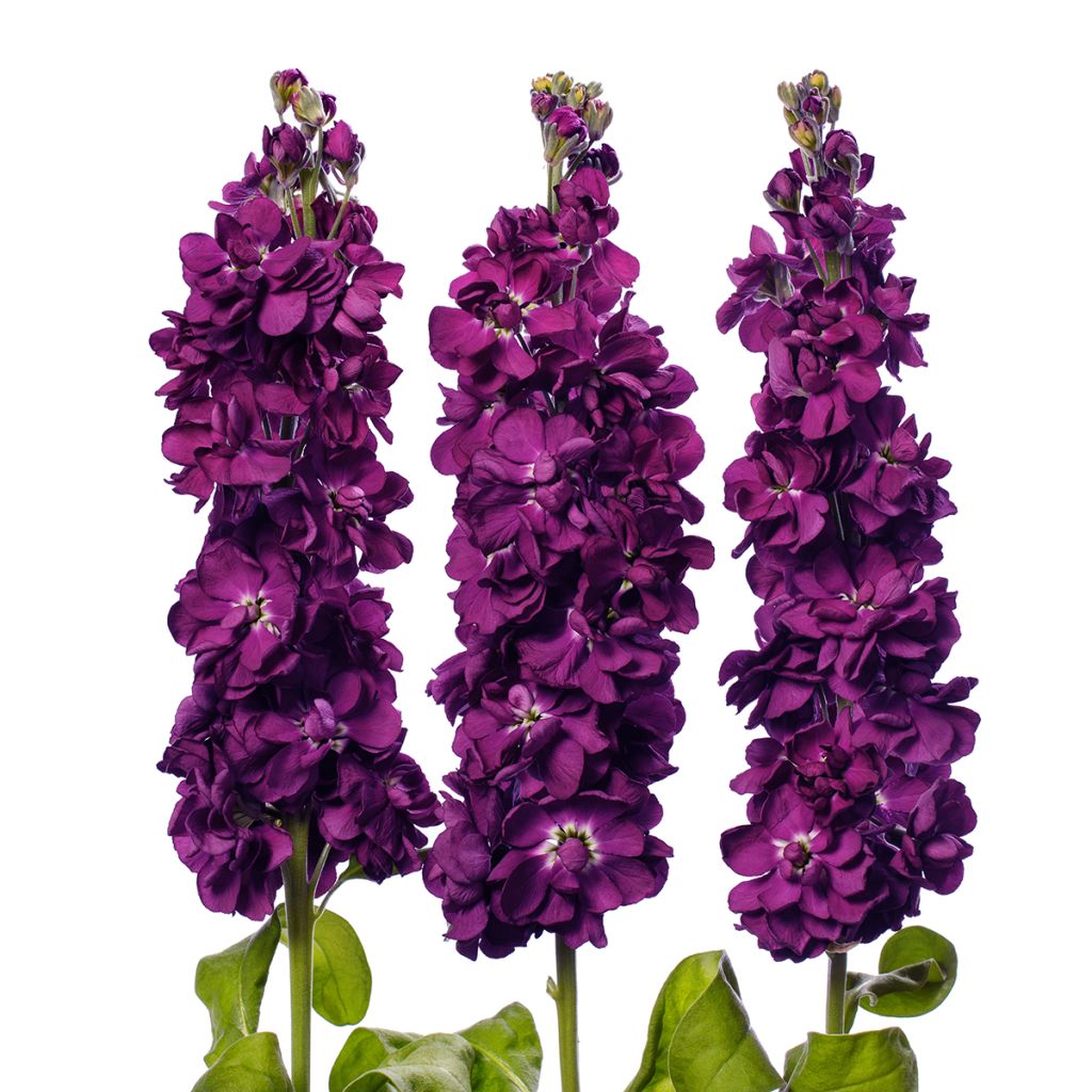 Violaciocca rossa Milla Aubergine (semi)