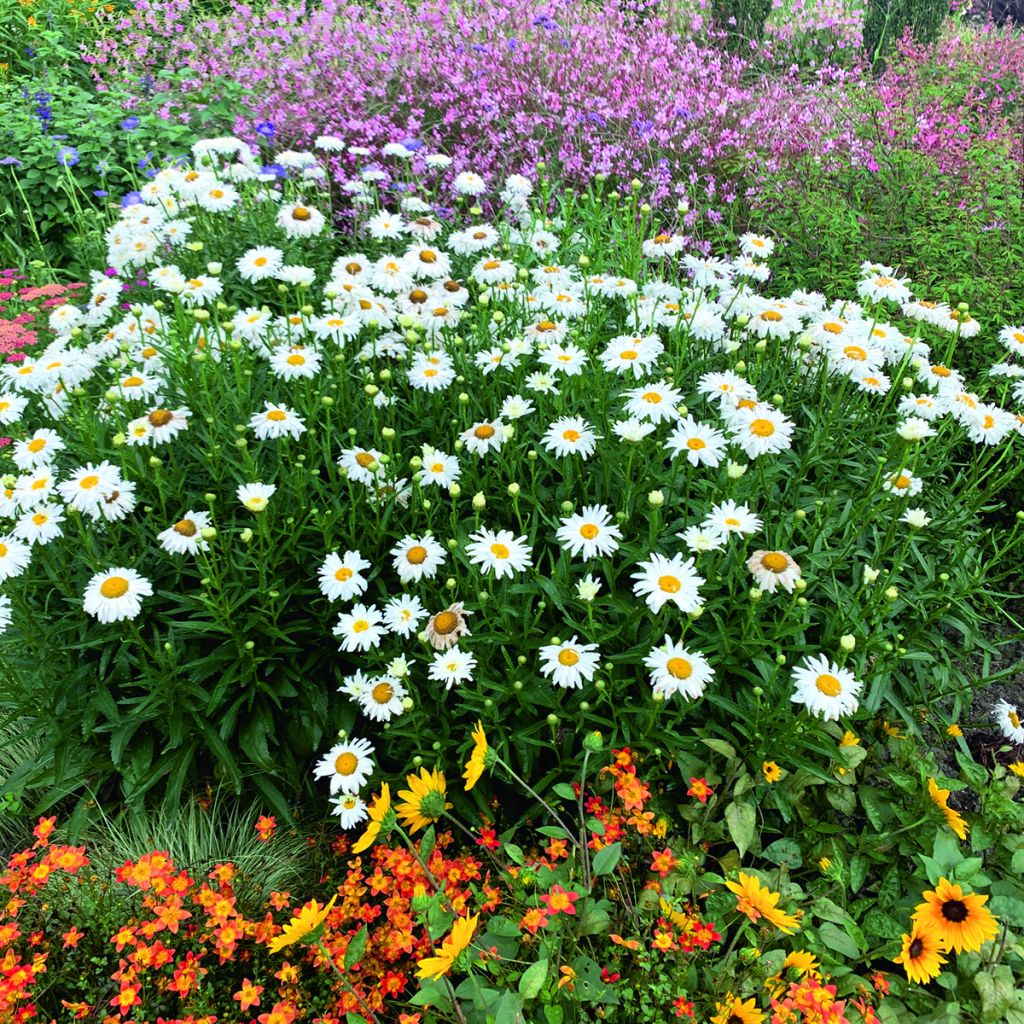 Leucanthemum superbum Crazy Daisy (semi) - Margherita