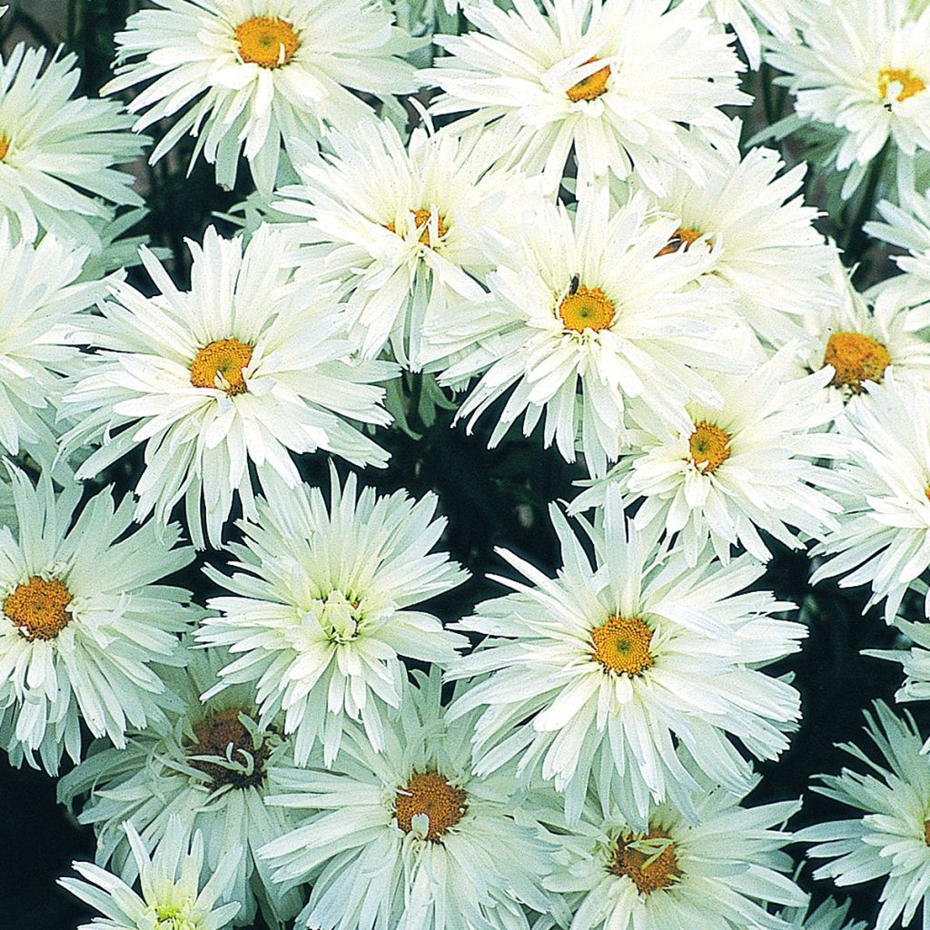 Leucanthemum superbum Crazy Daisy (semi) - Margherita