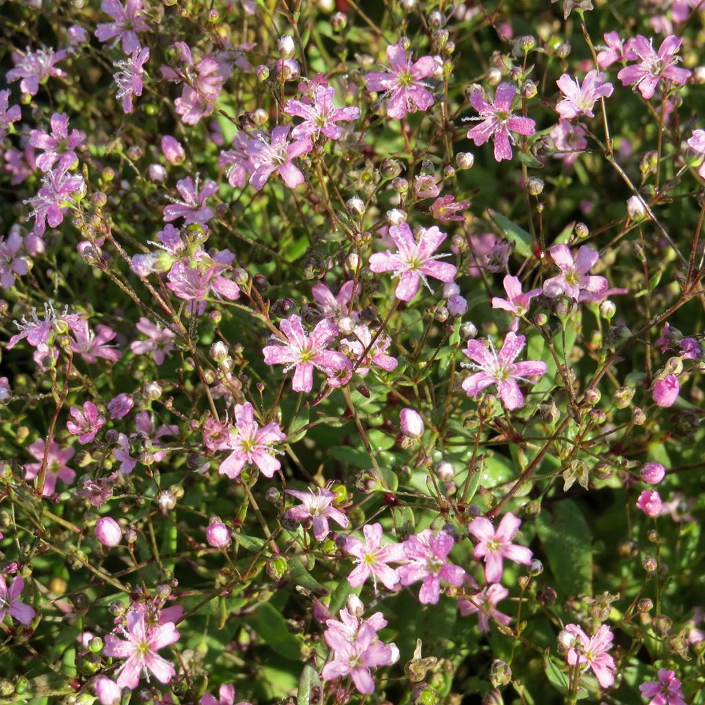 Gypsophila elegans Rosea (semi)
