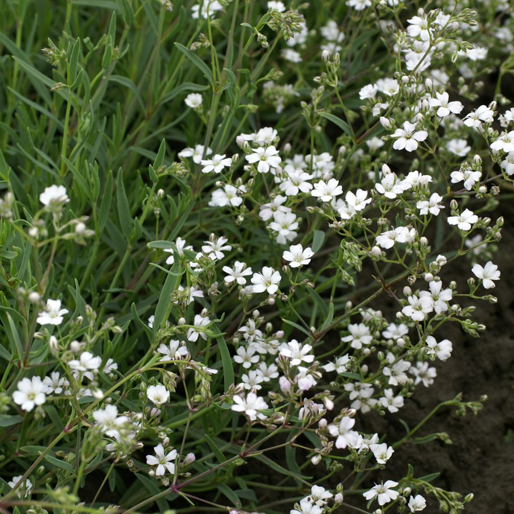 Gypsophila repens Alba (semi)