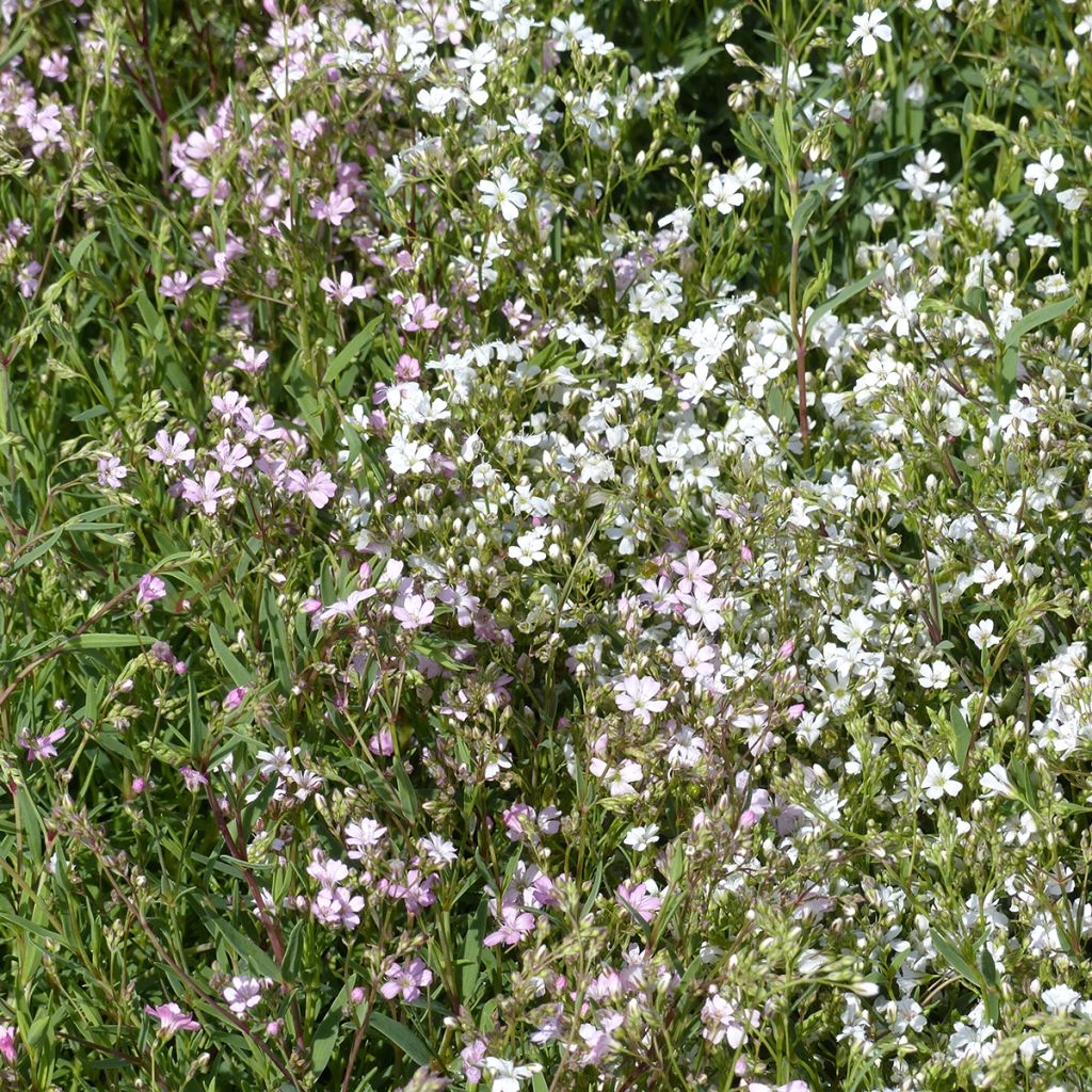 Gypsophila repens Albarosa Mix (semi)