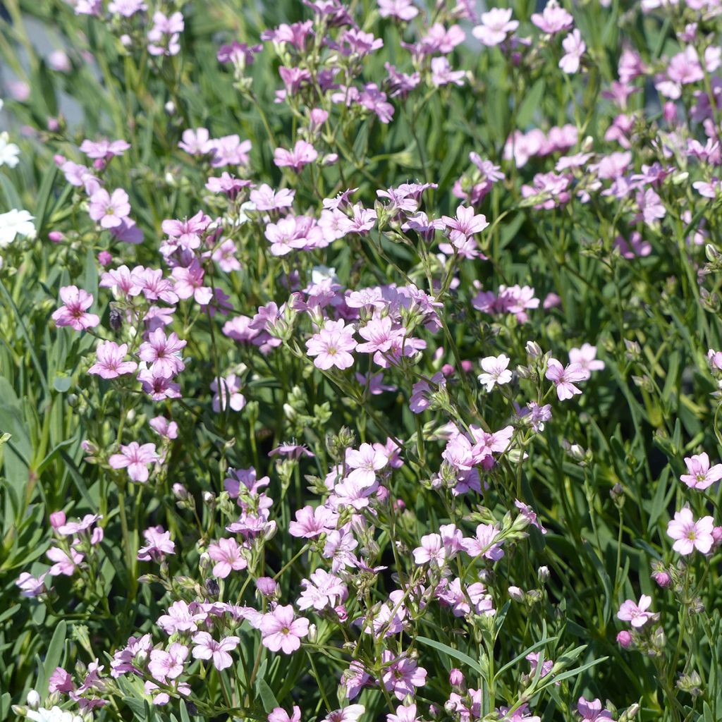 Gypsophila repens Rosea (semi)