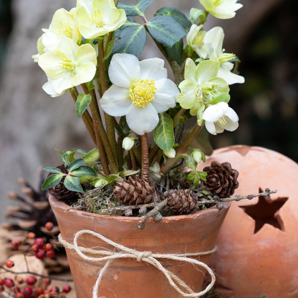 Helleborus niger (semi) - Elleboro