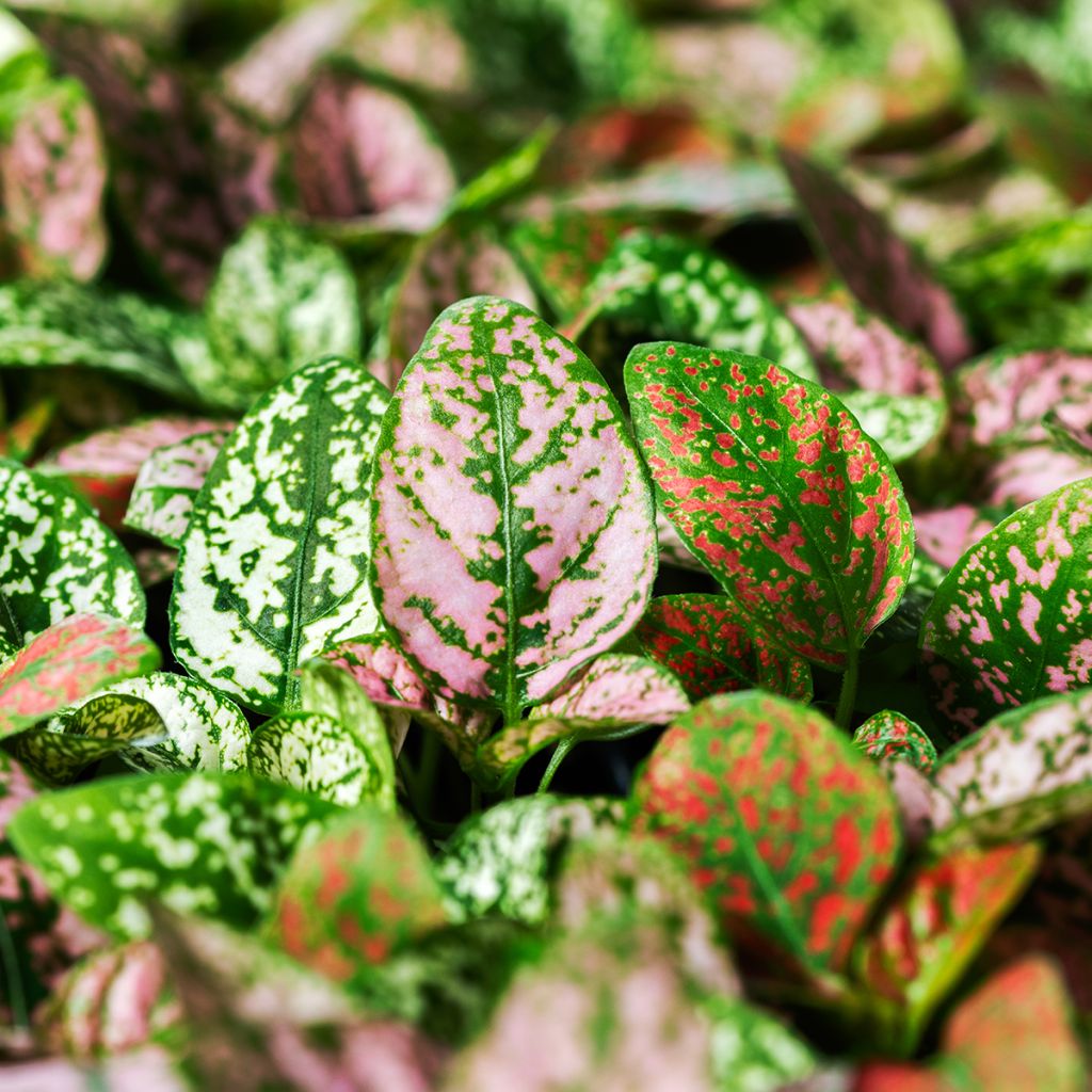 Hypoestes Coloratus Mix (semi)
