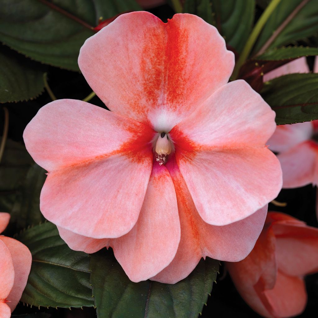 Impatiens Florific Sweet Orange (semi) - Fiore di vetro