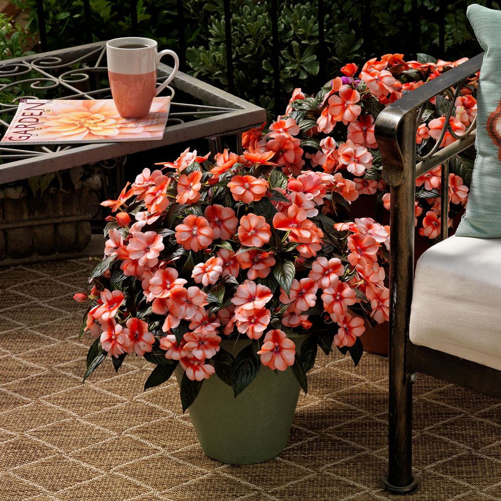 Impatiens Florific Sweet Orange (semi) - Fiore di vetro
