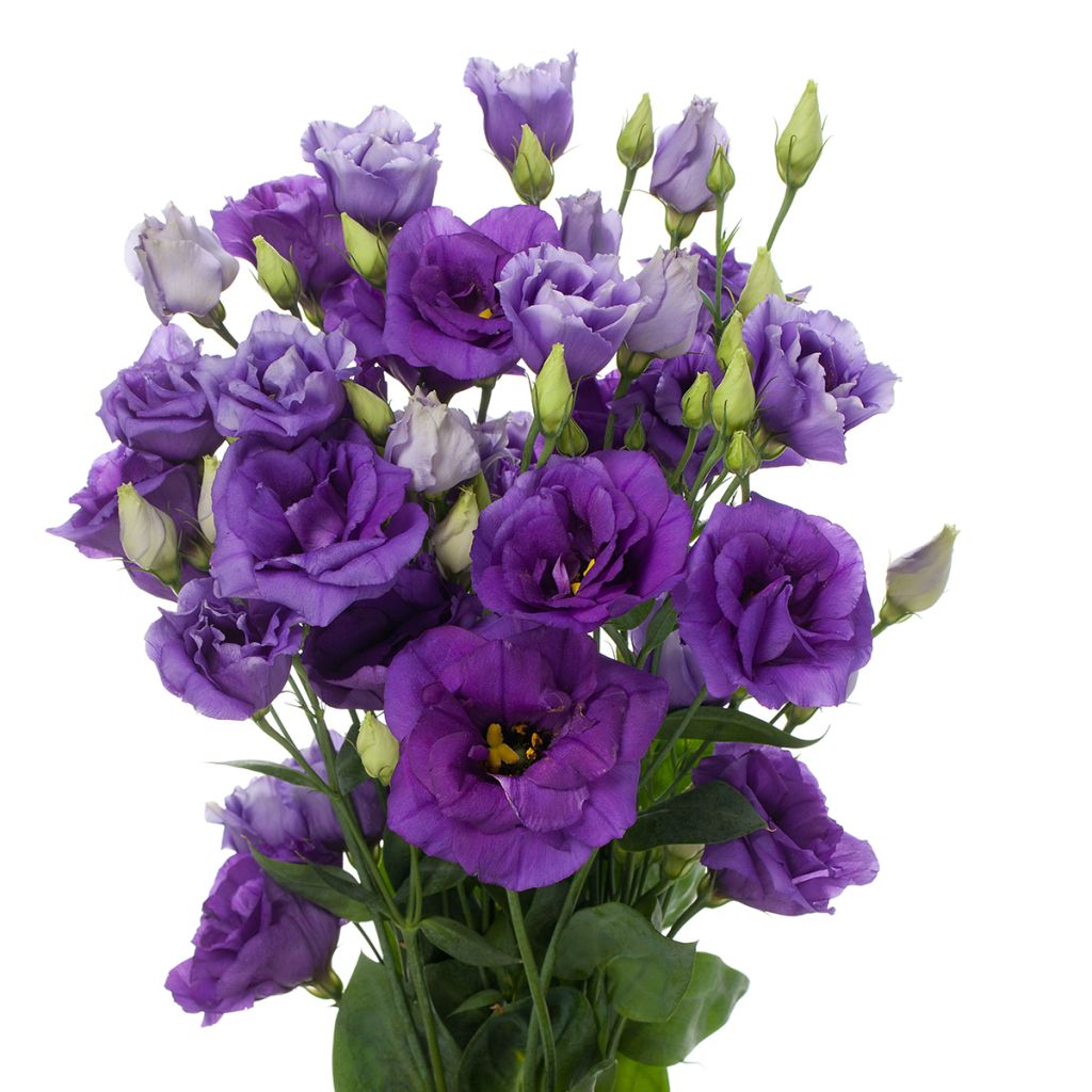 Lisianthus F1 Cessna Blue III (semi rivestiti) - Eustoma