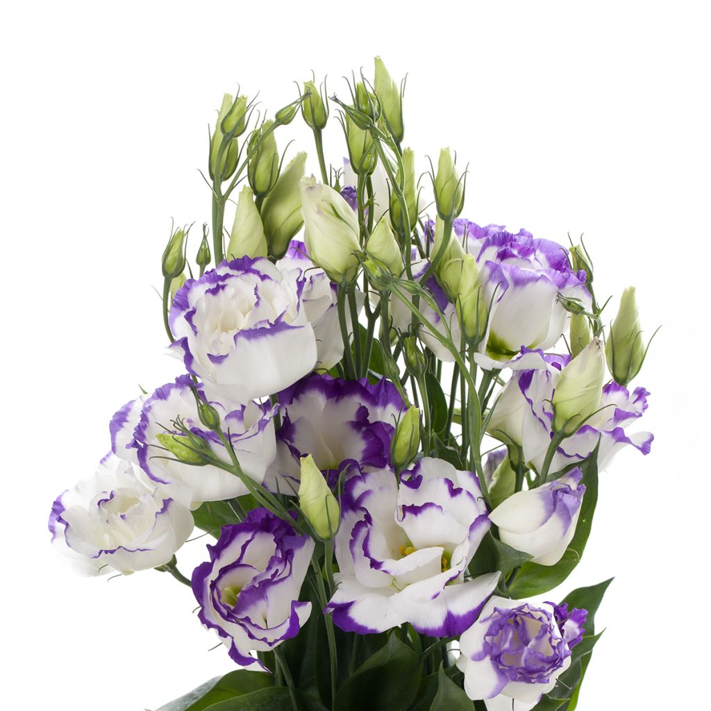 Lisianthus F1 Cessna Blue Picotee III (semi rivestiti) - Eustoma