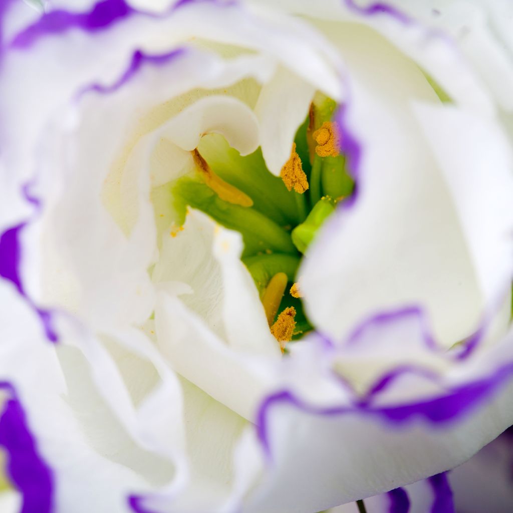 Lisianthus F1 Cessna Blue Picotee III (semi rivestiti) - Eustoma