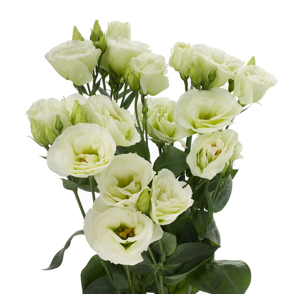 Lisianthus F1 Cessna Green III (semi rivestiti) - Eustoma