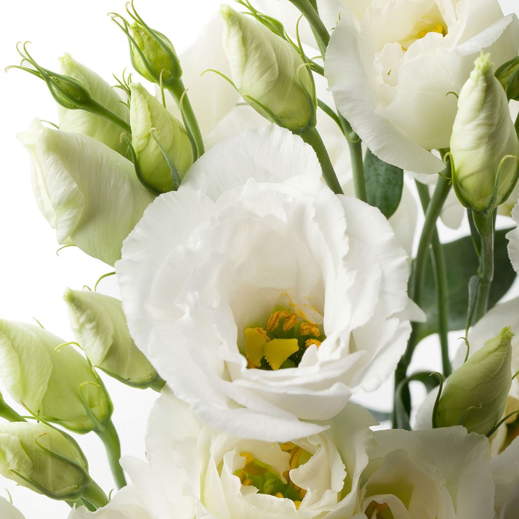 Lisianthus F1 Cessna Pure White III (semi rivestiti) - Eustoma