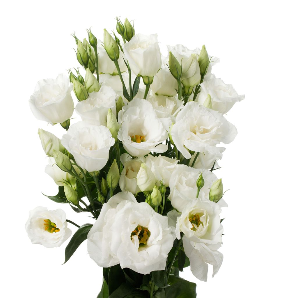 Lisianthus F1 Cessna Pure White III (semi rivestiti) - Eustoma