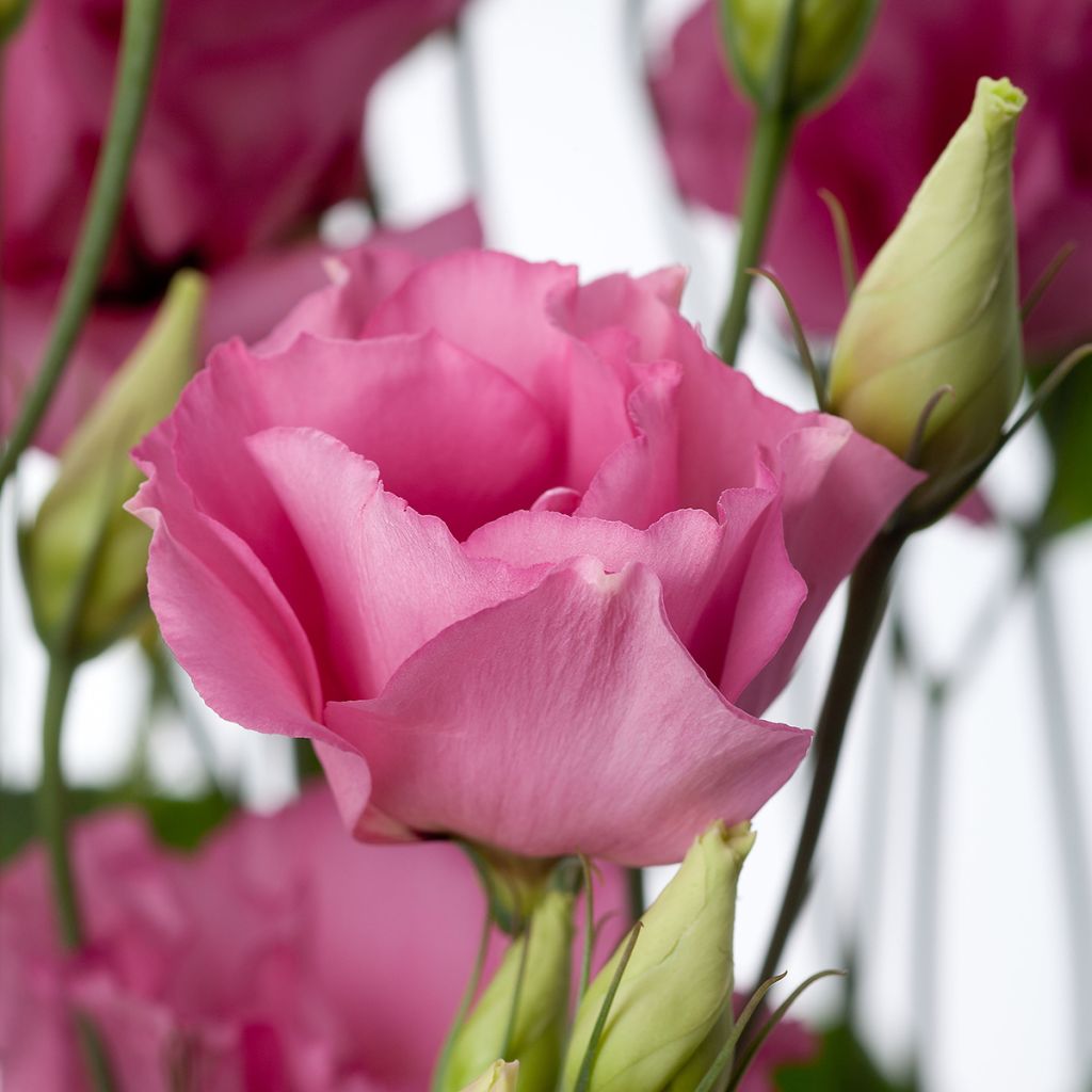 Lisianthus F1 Cessna Rose III (semi rivestiti) - Eustoma
