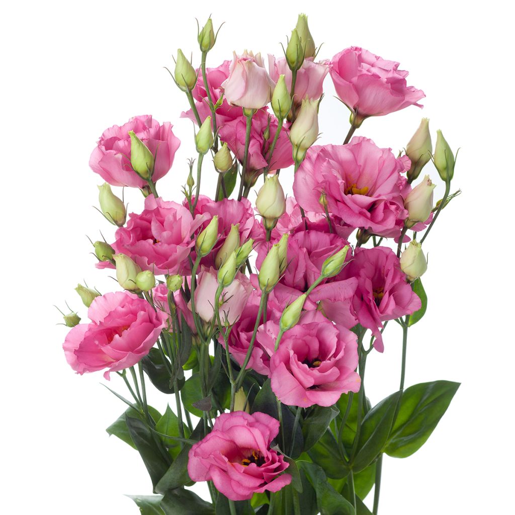 Lisianthus F1 Cessna Rose III (semi rivestiti) - Eustoma