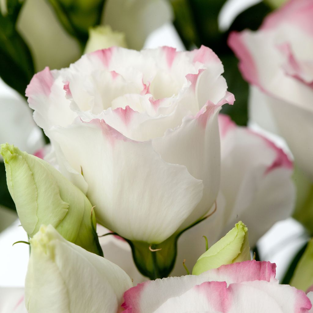Lisianthus F1 Cessna Rose Picotee III (semi rivestiti) - Eustoma