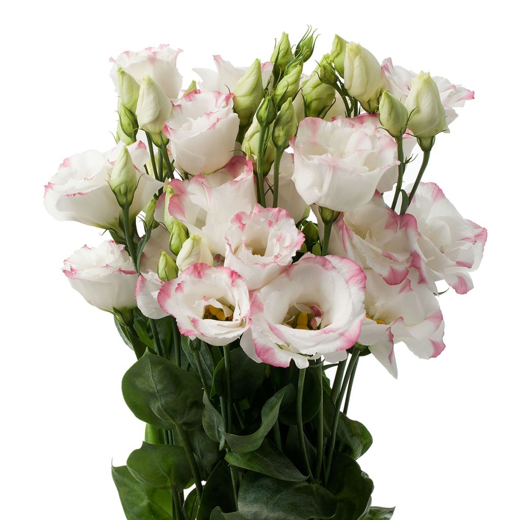 Lisianthus F1 Cessna Rose Picotee III (semi rivestiti) - Eustoma