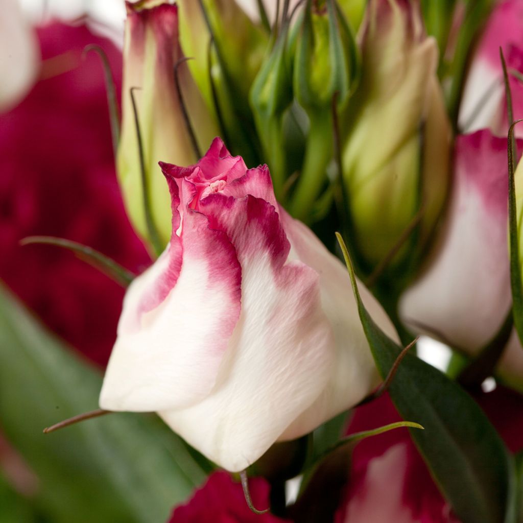Lisianthus F1 Cessna Vogue IV (semi rivestiti) - Eustoma