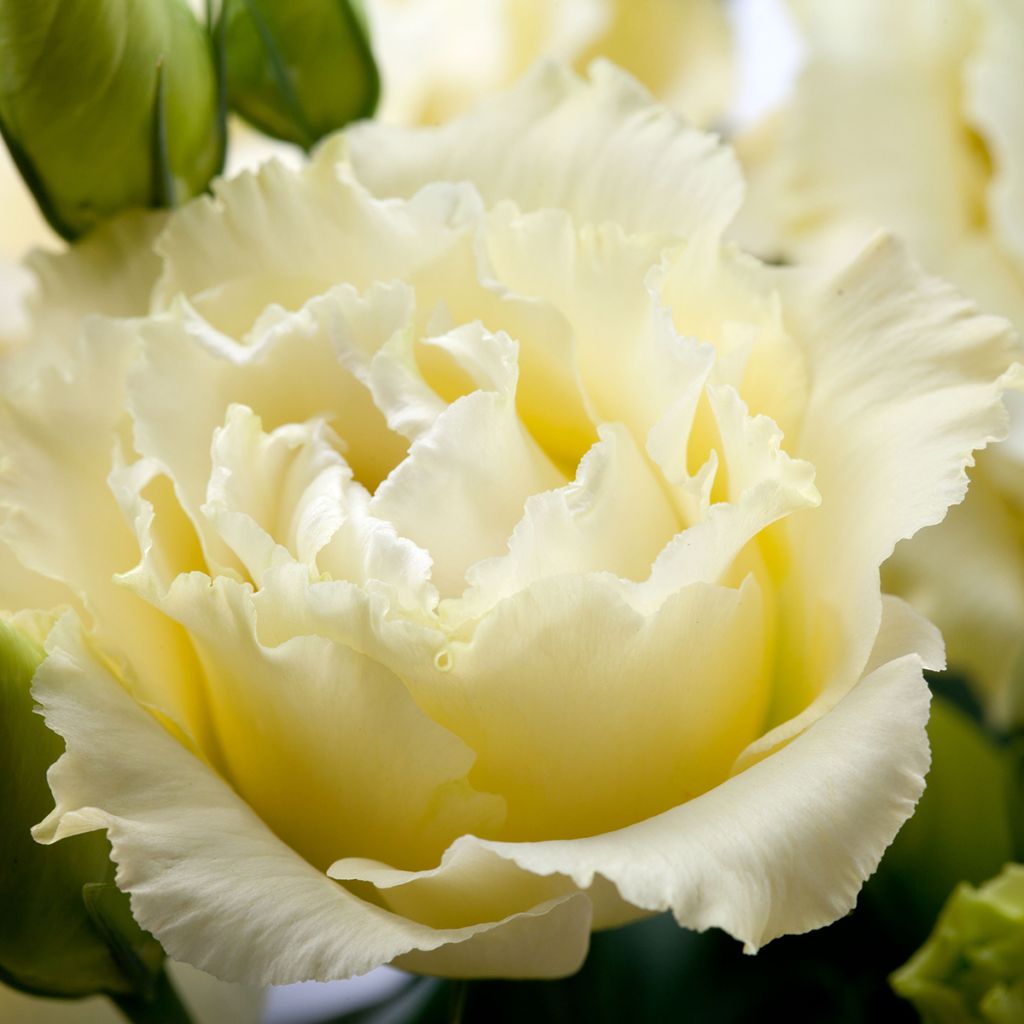 Lisianthus F1 Cessna Yellow III (semi rivestiti) - Eustoma