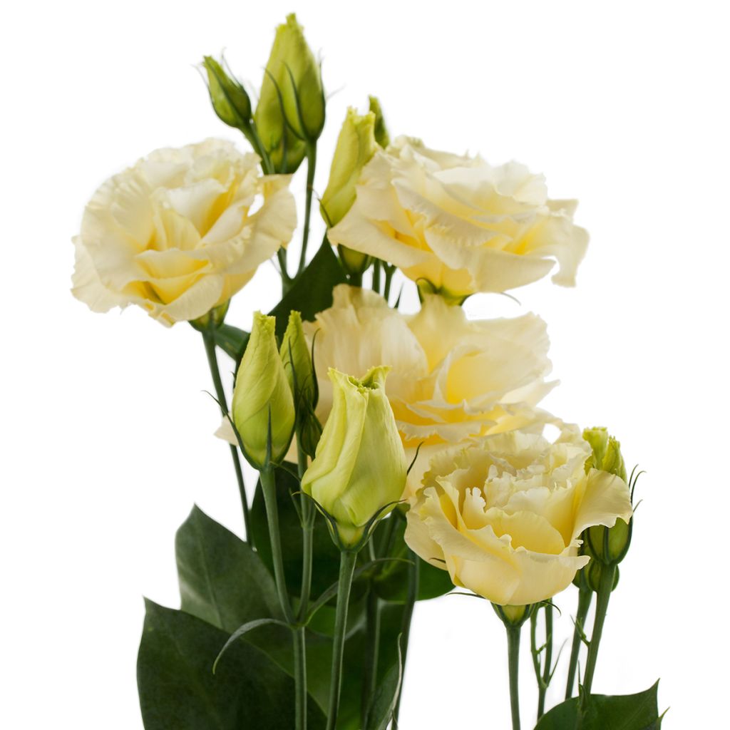 Lisianthus F1 Cessna Yellow III (semi rivestiti) - Eustoma